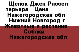  Щенок Джек Рассел терьера › Цена ­ 20 000 - Нижегородская обл., Нижний Новгород г. Животные и растения » Собаки   . Нижегородская обл.